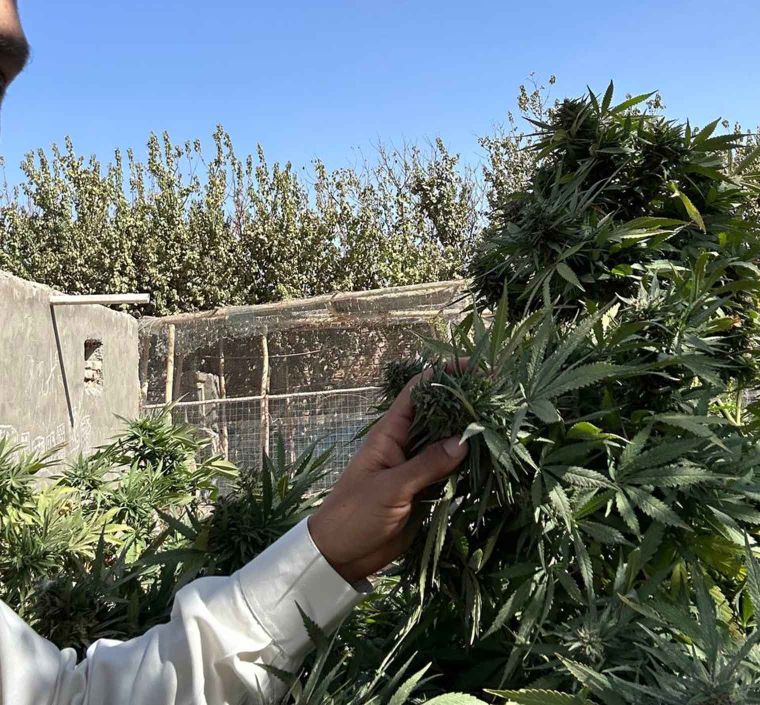 cannabis afghanistan