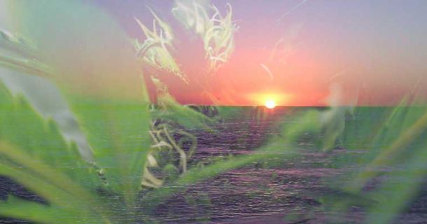 Die 5 besten Cannabis Ferien Ziele für uns Schweizer