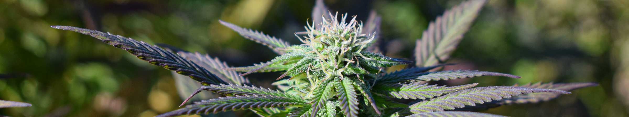 cannabis urlaub auf den kanaren