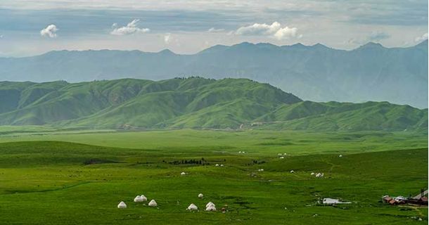 Cannabis ruderalis: Wildwuchs in der mongolischen Steppe