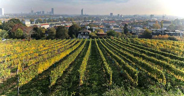 Weinwandertag Wien: Genuss, Natur & Cannabis erleben