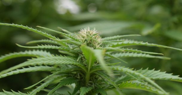 Cannabis-Akademie - wie man Cannabis-Experte wird