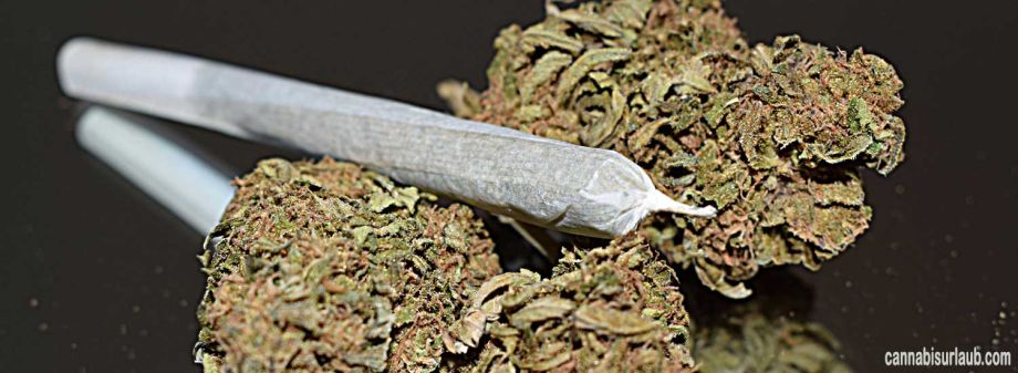 Cannabis Urlaub in Kroatien - Marihuana in Zagreb