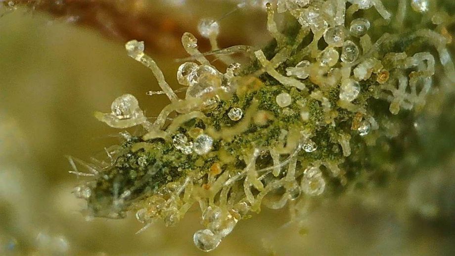 Woher Cannabis seinen Geschmack bekommt
