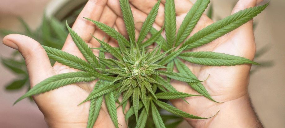 Finde deine 420 freundlichen Hotels auf Cannabis Urlaub