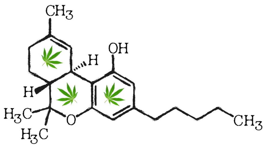 Kurz erklärt - was ist CBD und was ist THC?