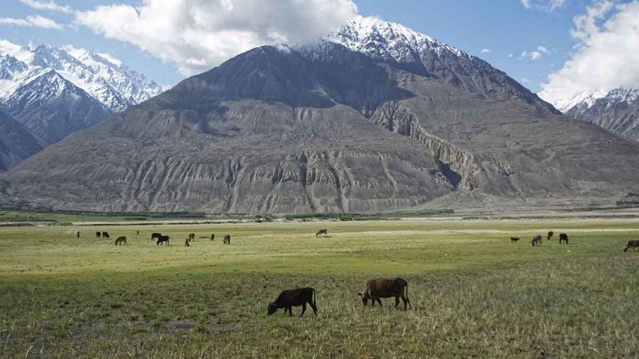 Das unentdeckte Potenzial: Eine Reise in die Welt des afghanischen Cannabis