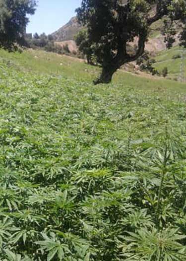 cannabis invester marokko gesucht