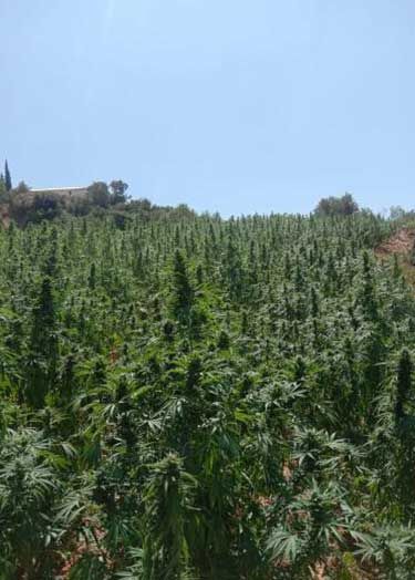 cannabis invester marokko gesucht