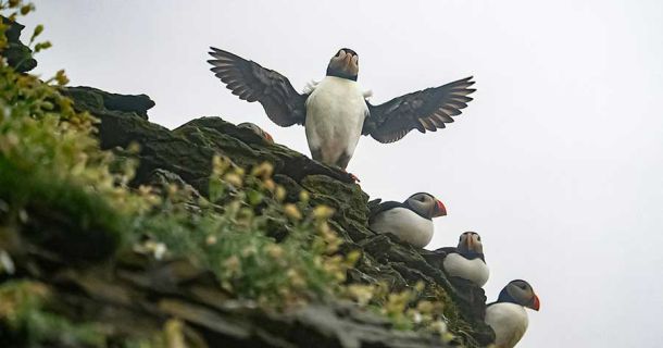 Skellig Michael: Mystische Insel in Irland