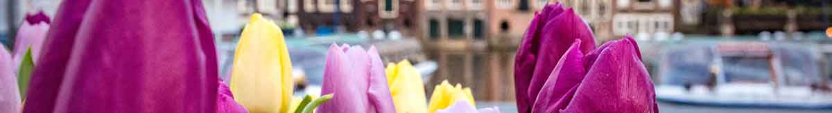 amsterdam tulpen
