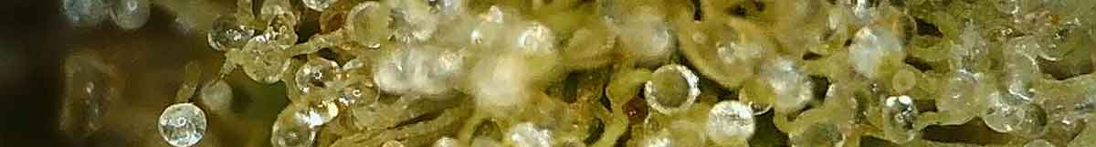 lagerung cannabisblueten trichome
