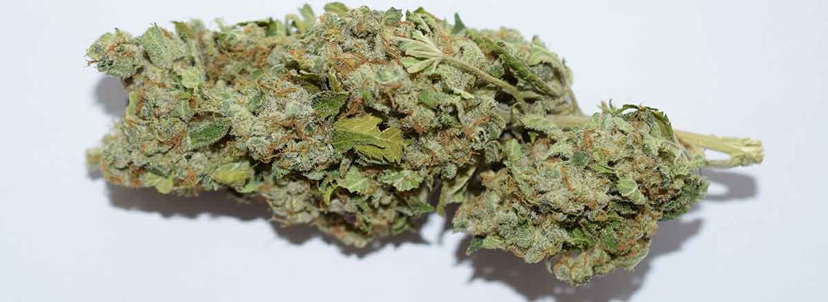 lagerung cannabisblueten