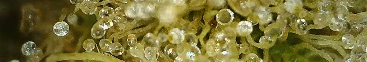 cannabis trichome