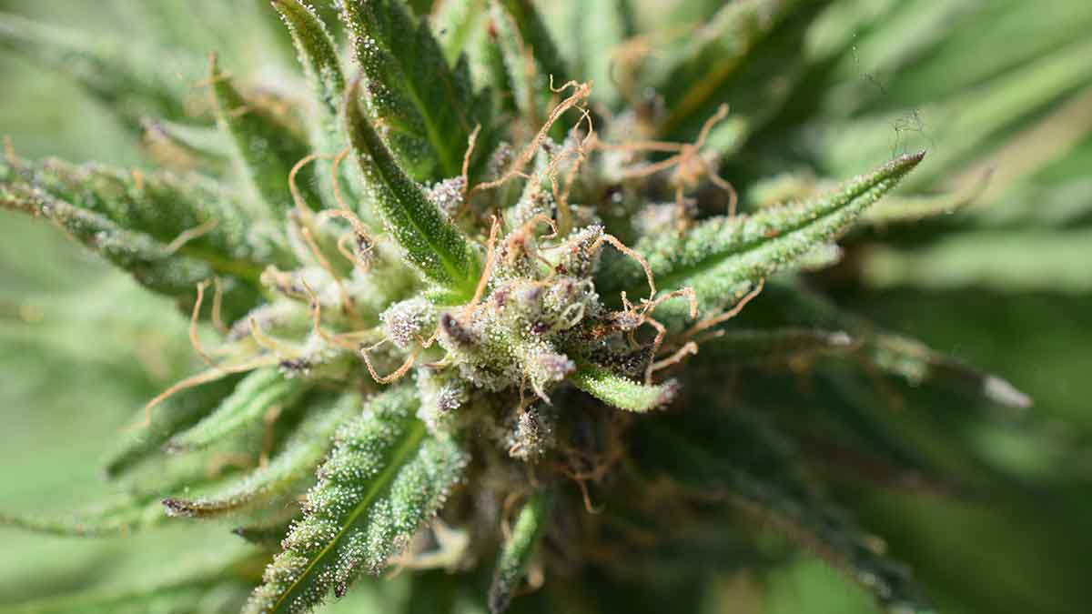 wo ist der cannabiskonsum legal