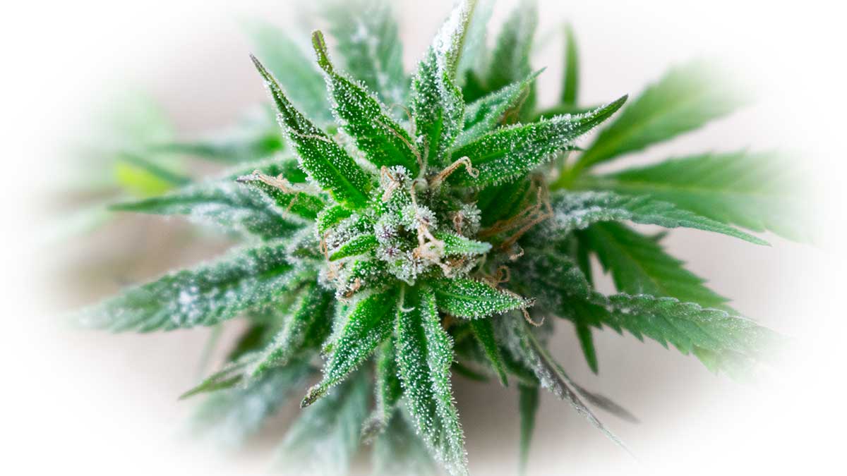 cannabis rauchen verdampfen