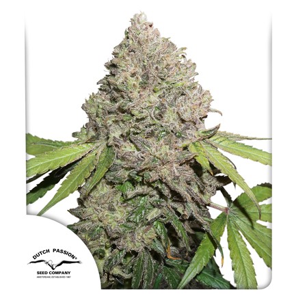 CBD Charottes Angel