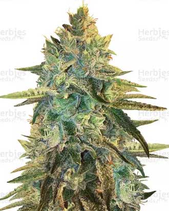 Girl Scout Cookies strain