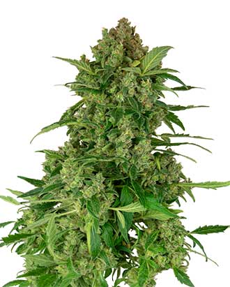 black lights cbd