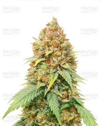blueberry cheese strain