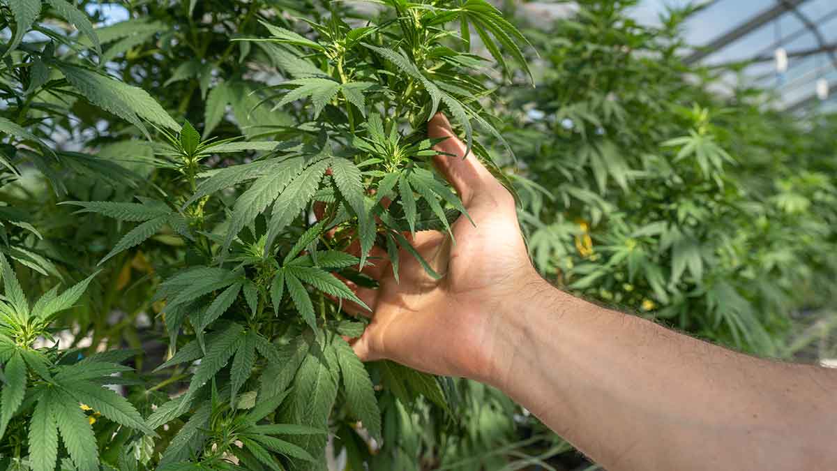 cannabis entzuendungen