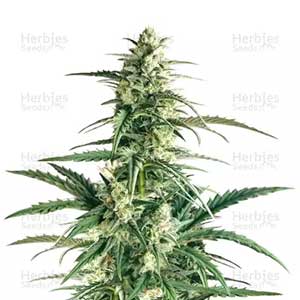 BUDDHA HAZE AUTOMATIC