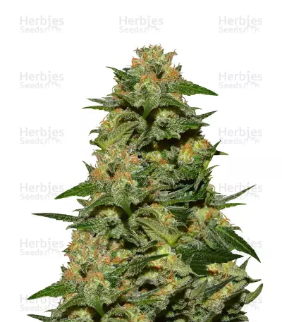 GREEN CRACK (GARDEN OF GREEN) CANNABIS-SAMEN