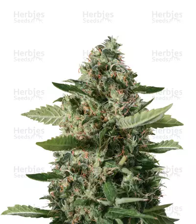 SOUR DIESEL (BLIMBURN SEEDS) CANNABIS-SAMEN