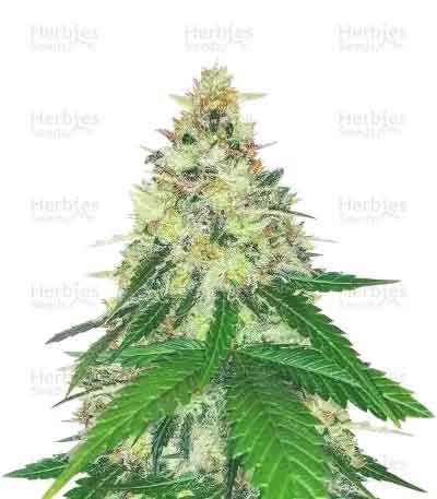HINDU CREAM