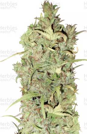 White Widow