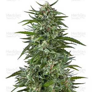 BLUE DREAM