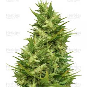 JAMAICAN PEARL