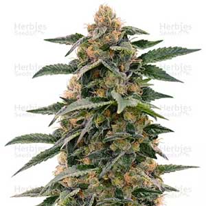 PURPLE PUNCH AUTOFLOWER