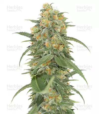 GREEN CRACK (HUMBOLDT SEEDS) CANNABIS-SAMEN