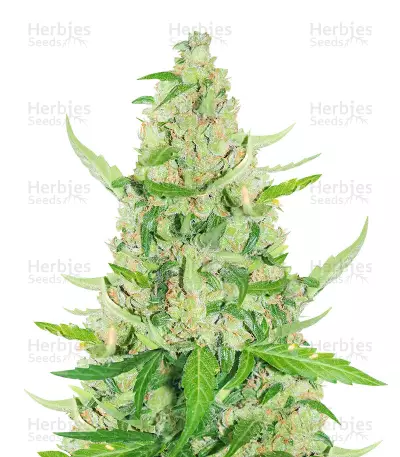 SOUR DIESEL AUTO FEMINISIERTE SAMEN (HERBIES SEEDS)