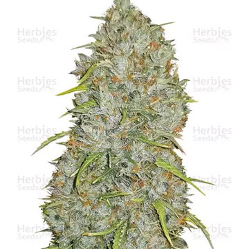 ORIGINAL AUTO JACK HERER