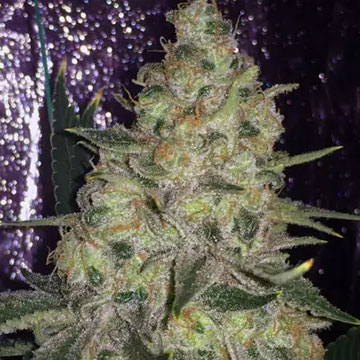 PINK KUSH (BARNEY'S FARM)