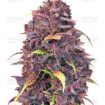 PURPLE LEMONADE