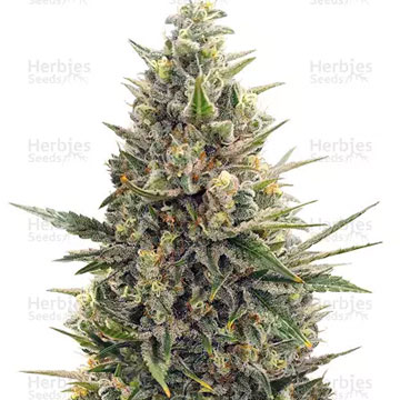 amnesia Lemon kush