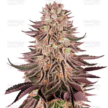 MIMOSA X ORANGE PUNCH
