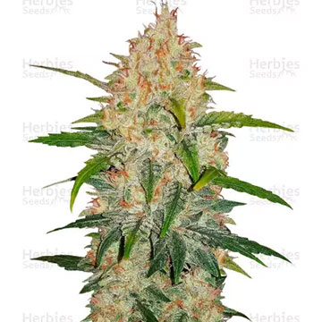 ZKITTLEZ AUTO 