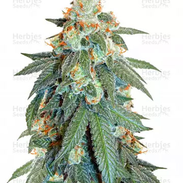 ORANGE BUD