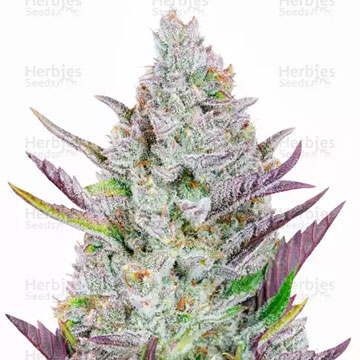 wedding glue