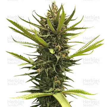BLUE DREAM 