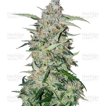 GIRL SCOUT COOKIES