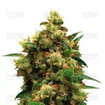 PAINKILLER XL
