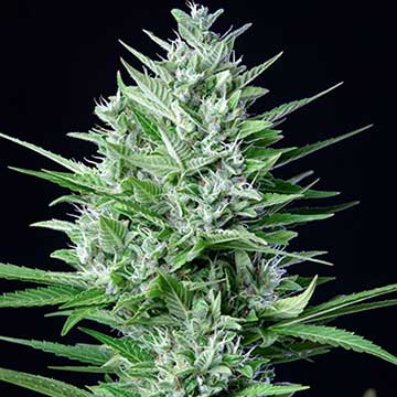 White Widow Auto
