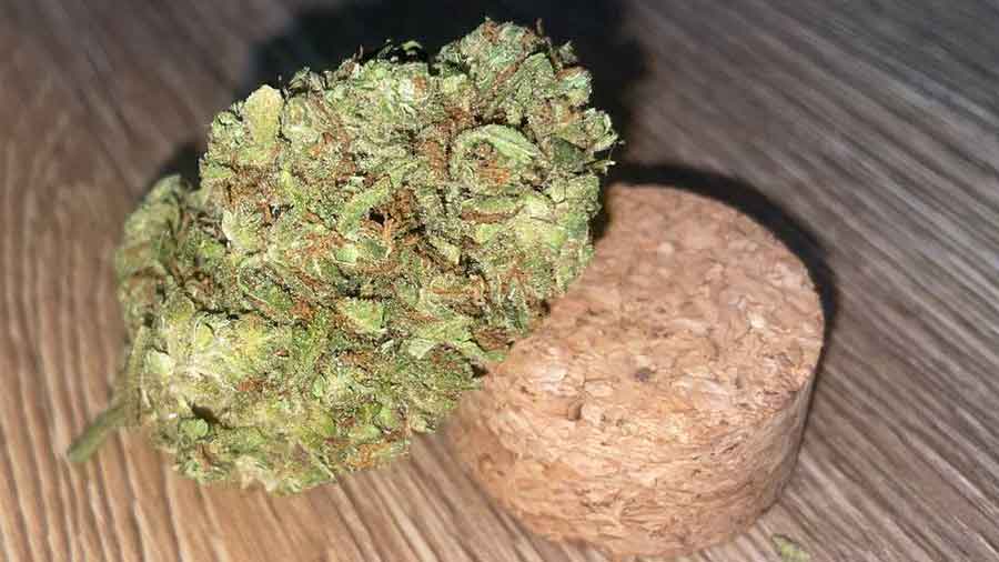 Gorilla Kush