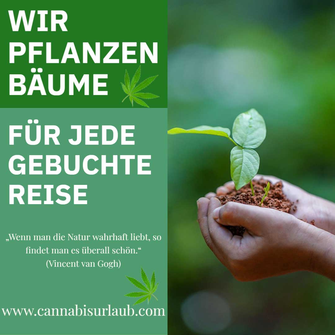 cannabis umwelt
