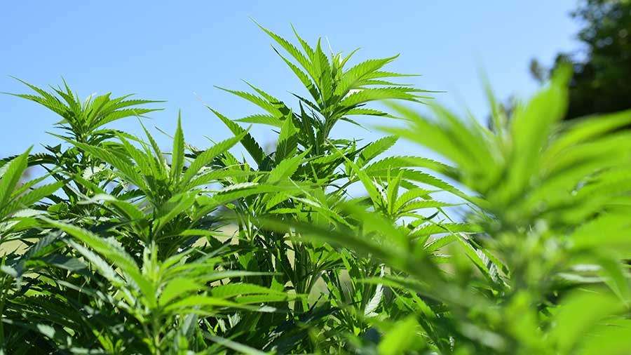 Outdoor Bio Cannabis